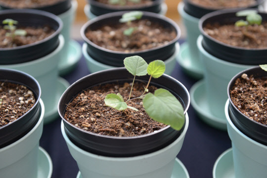 포스코ICT와 한려해상국립공원이 함께 배양한 어린 히어리 개체를 직원들에게 분양하고 있다. 포스코ICT 제공